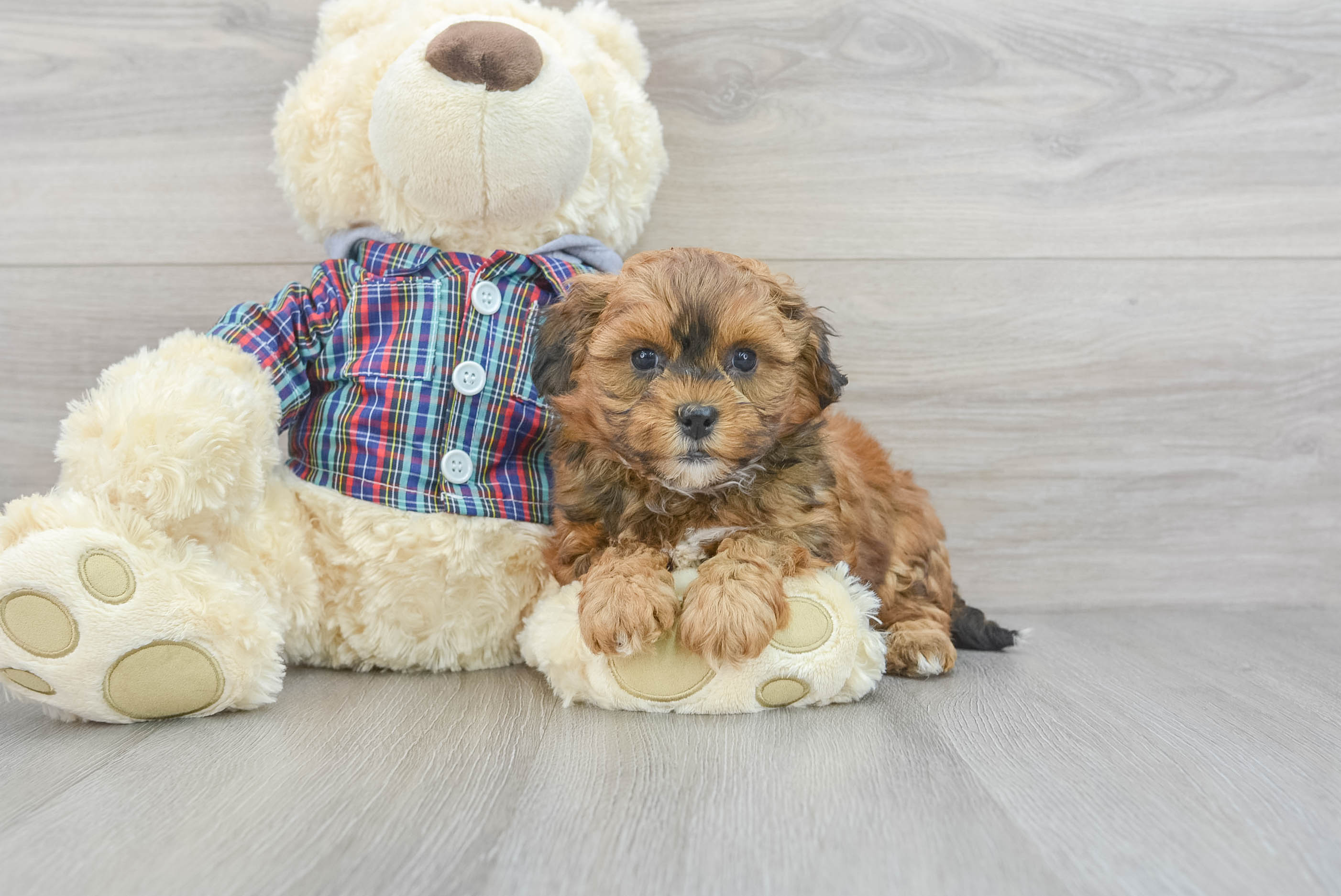 Playful Shihpoo Poodle Mix Puppy