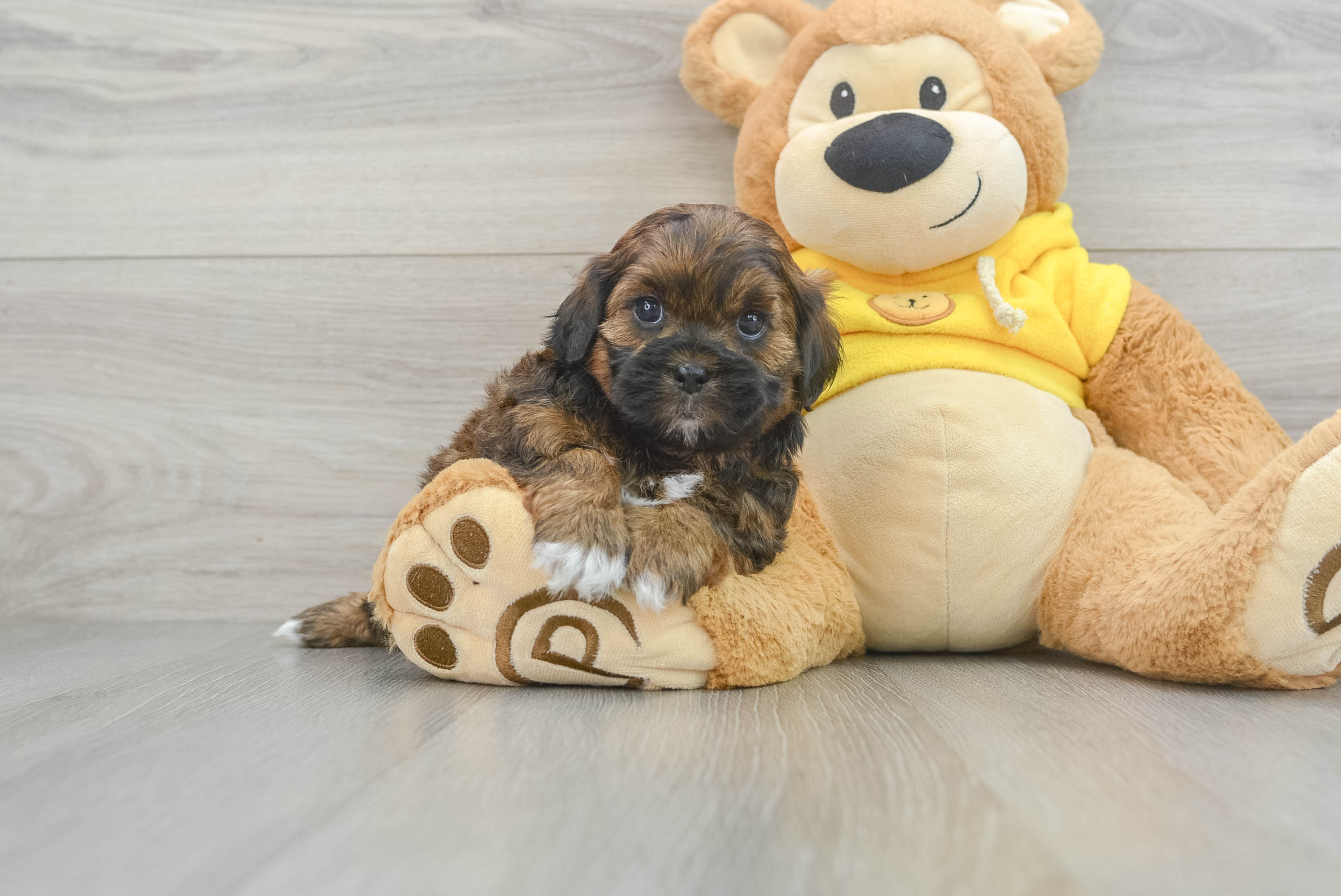 Petite Shih Poo Poodle Mix Pup