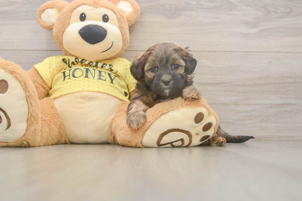 Cute Shih Poo Baby