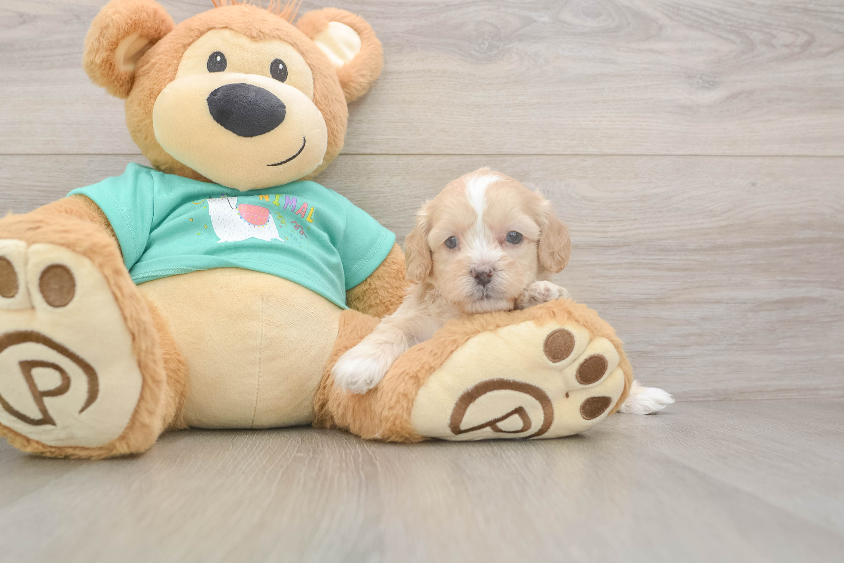 Shih Poo Pup Being Cute