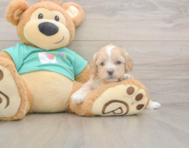 7 week old Shih Poo Puppy For Sale - Puppy Love PR