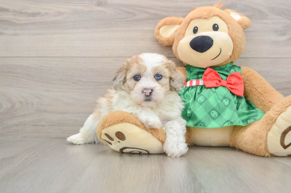 5 week old Shih Poo Puppy For Sale - Puppy Love PR