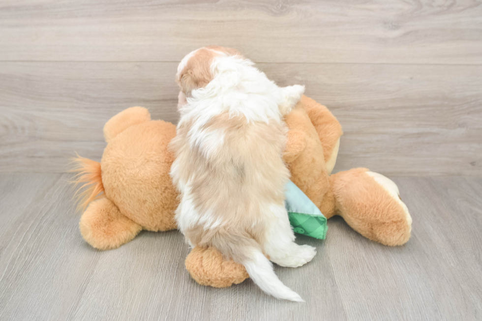 Small Shih Poo Baby