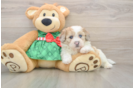 Shih Poo Pup Being Cute