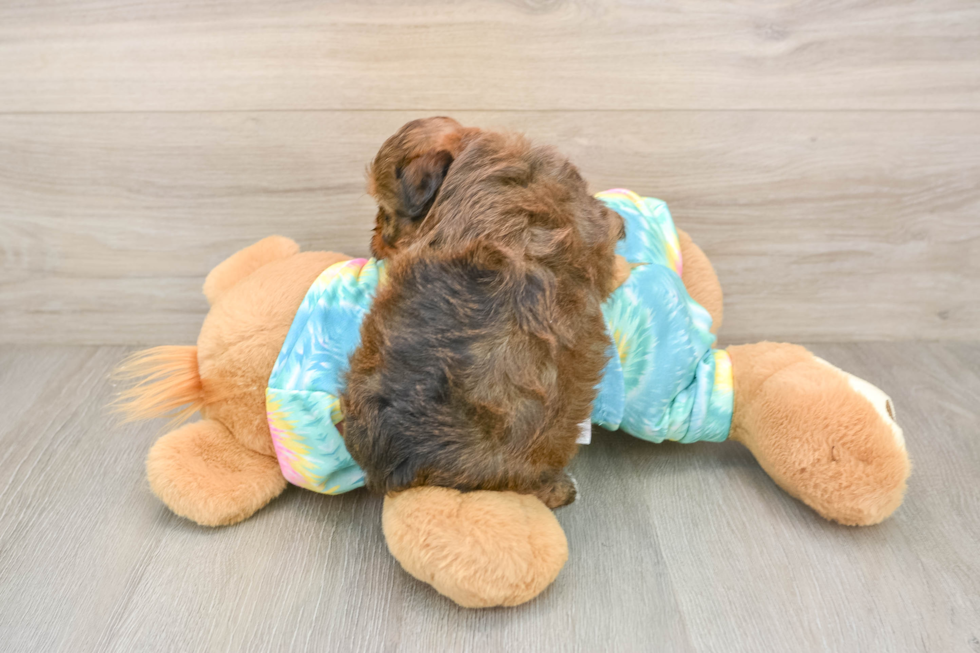 Small Shih Poo Baby