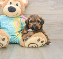 6 week old Shih Poo Puppy For Sale - Puppy Love PR