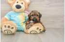 Adorable Shihpoo Poodle Mix Puppy