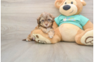 Shih Poo Pup Being Cute