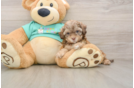 Sweet Shih Poo Baby