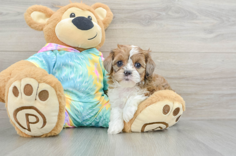 6 week old Shih Poo Puppy For Sale - Puppy Love PR