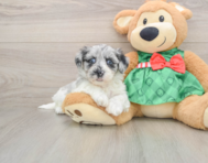 7 week old Shih Poo Puppy For Sale - Puppy Love PR