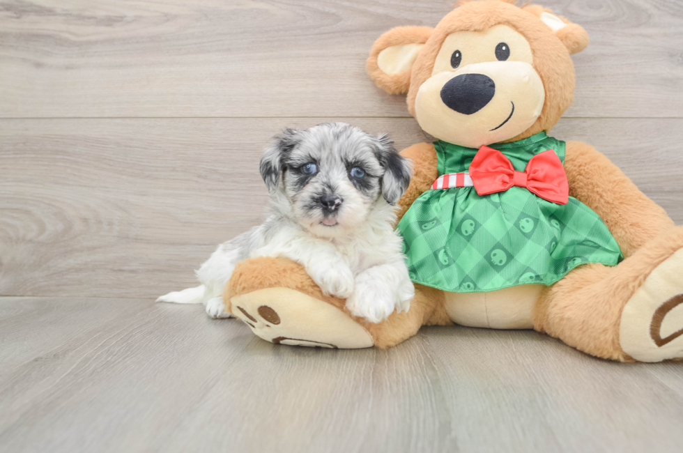 5 week old Shih Poo Puppy For Sale - Puppy Love PR