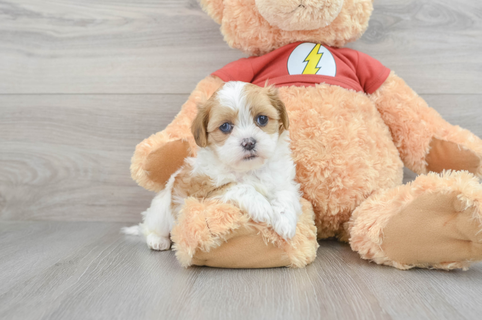 7 week old Shih Poo Puppy For Sale - Puppy Love PR