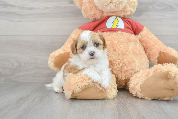 Meet Destiny - our Shih Poo Puppy Photo 1/3 - Puppy Love PR Shih Poo Pup Being Cute