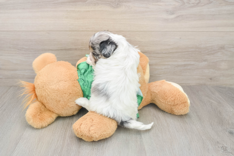 Friendly Shih Poo Baby