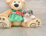 7 week old Shih Poo Puppy For Sale - Puppy Love PR