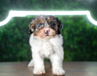 9 week old Shih Poo Puppy For Sale - Puppy Love PR