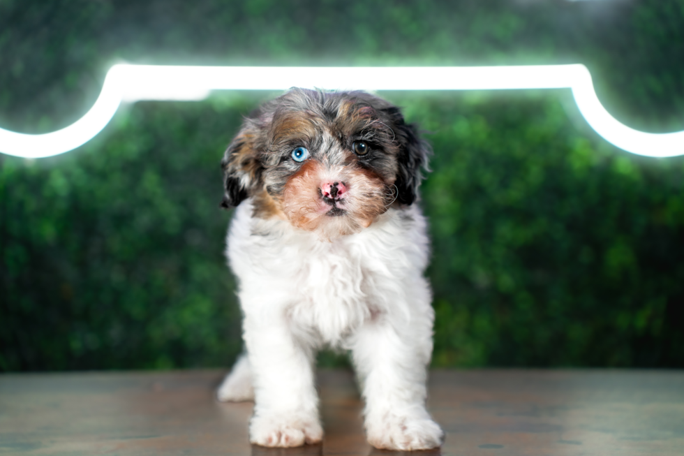 Cute Shih Poo Poodle Mix Pup
