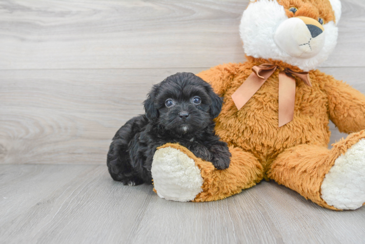 Cute Shih Poo Poodle Mix Puppy