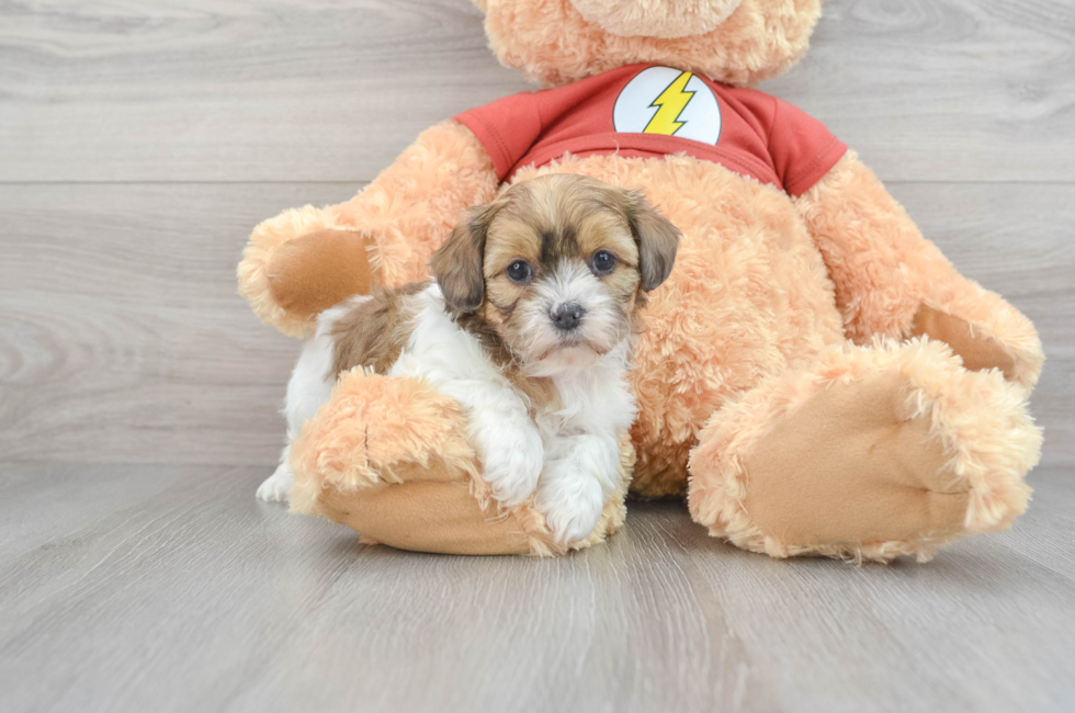 7 week old Shih Poo Puppy For Sale - Puppy Love PR