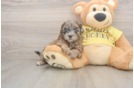 Shih Poo Pup Being Cute