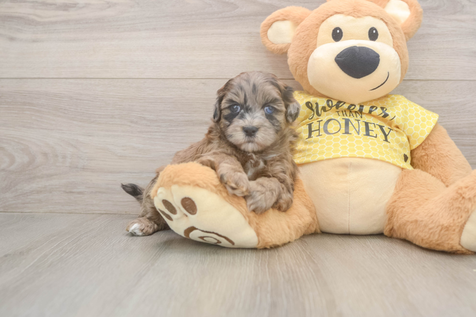 Shih Poo Pup Being Cute