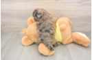 Shih Poo Puppy for Adoption