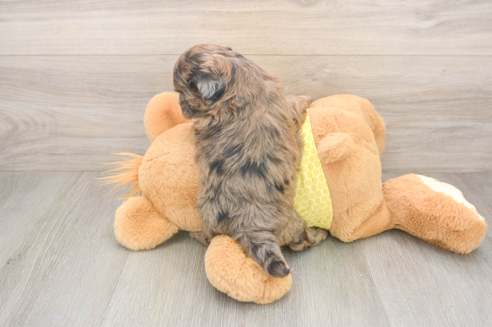 Shih Poo Puppy for Adoption