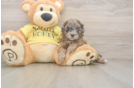 Little Shih Poo Poodle Mix Puppy