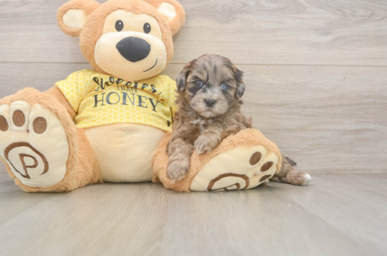 Little Shih Poo Poodle Mix Puppy