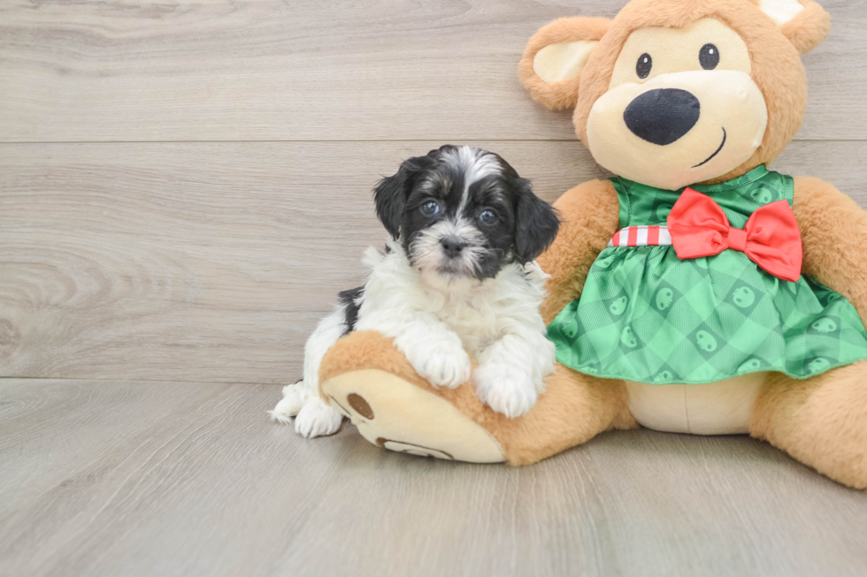 Energetic Shih Poo Poodle Mix Puppy