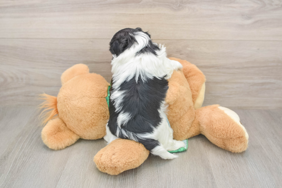 Happy Shih Poo Baby