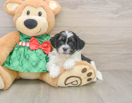 6 week old Shih Poo Puppy For Sale - Puppy Love PR