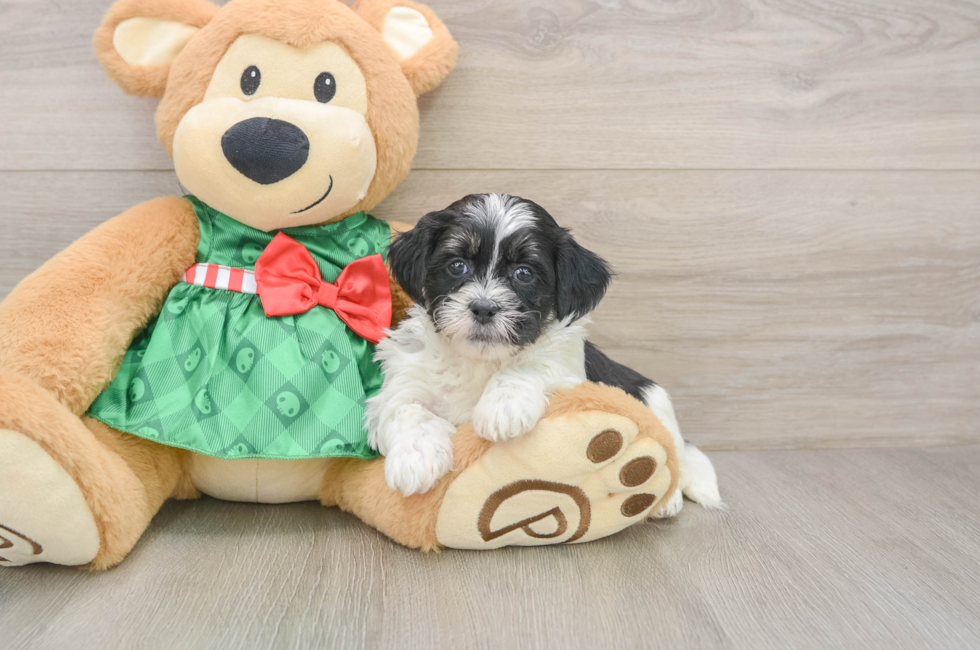 5 week old Shih Poo Puppy For Sale - Puppy Love PR