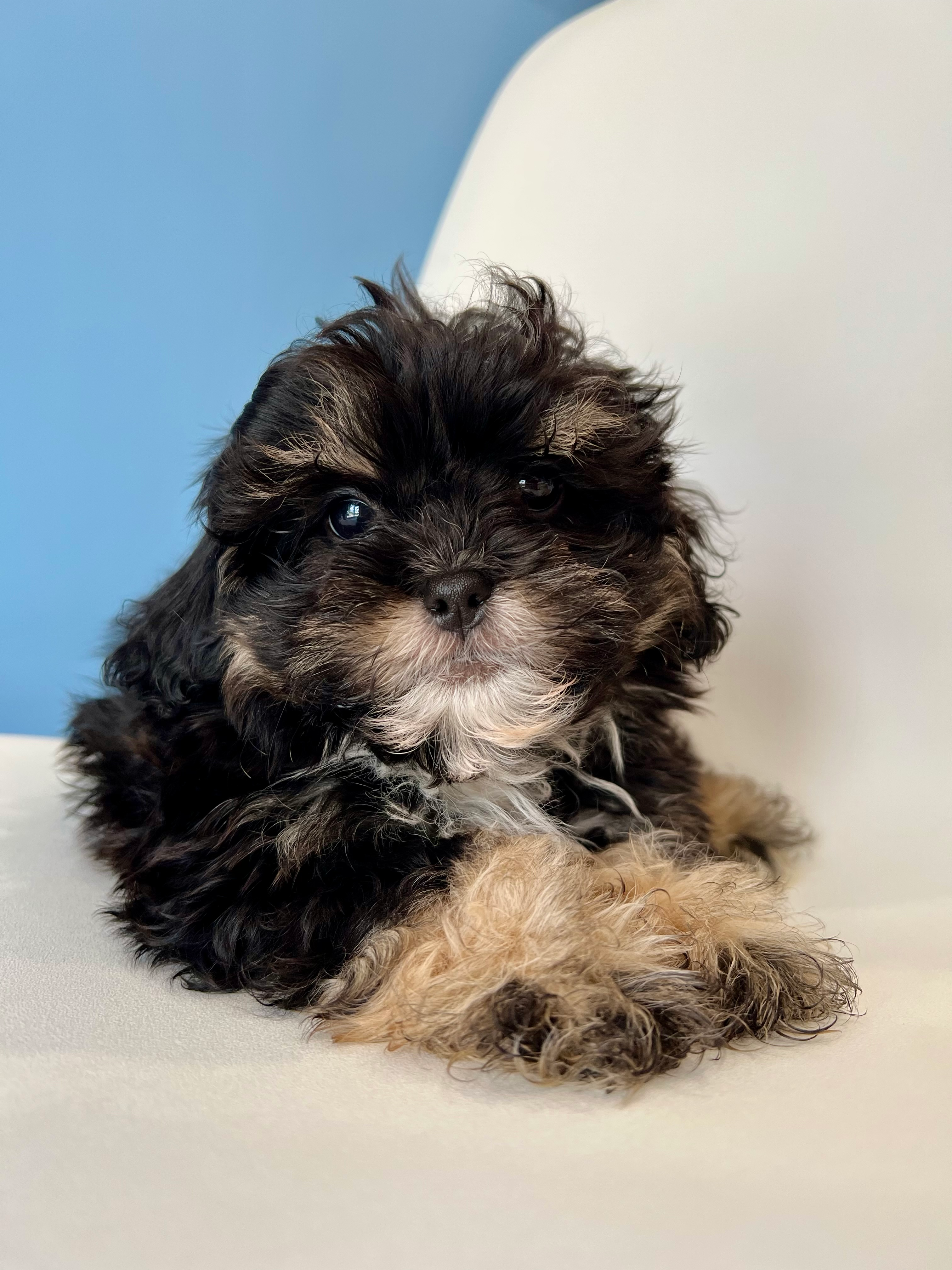 Cute Shihpoo Poodle Mix Puppy