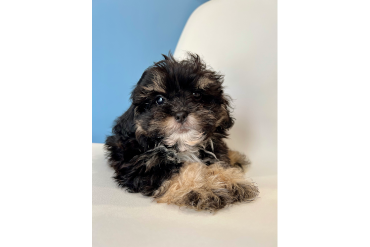 Cute Shihpoo Poodle Mix Puppy