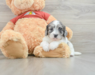 7 week old Shih Poo Puppy For Sale - Puppy Love PR