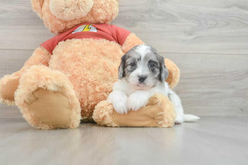 7 week old Shih Poo Puppy For Sale - Puppy Love PR