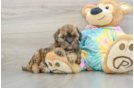 Best Shih Poo Baby