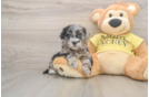 Cute Shih Poo Baby