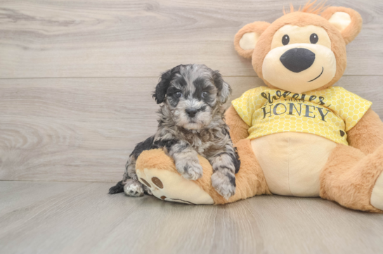 Cute Shih Poo Baby