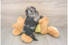 Best Shih Poo Baby