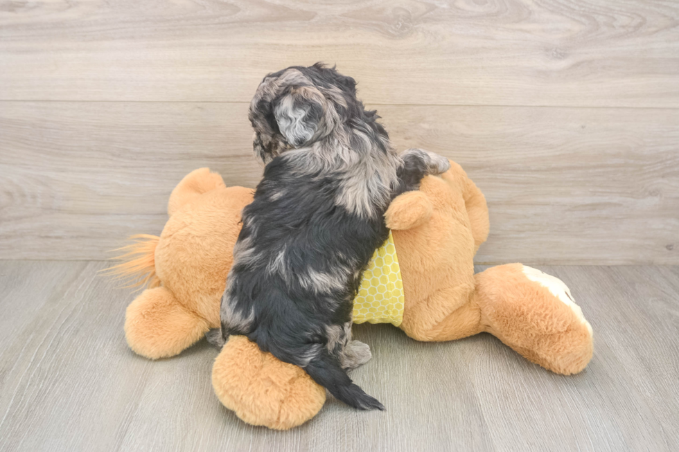 Best Shih Poo Baby