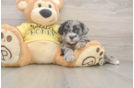 Shih Poo Pup Being Cute