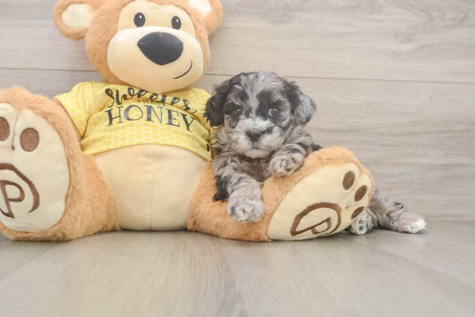 Shih Poo Pup Being Cute