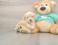 7 week old Shih Poo Puppy For Sale - Puppy Love PR