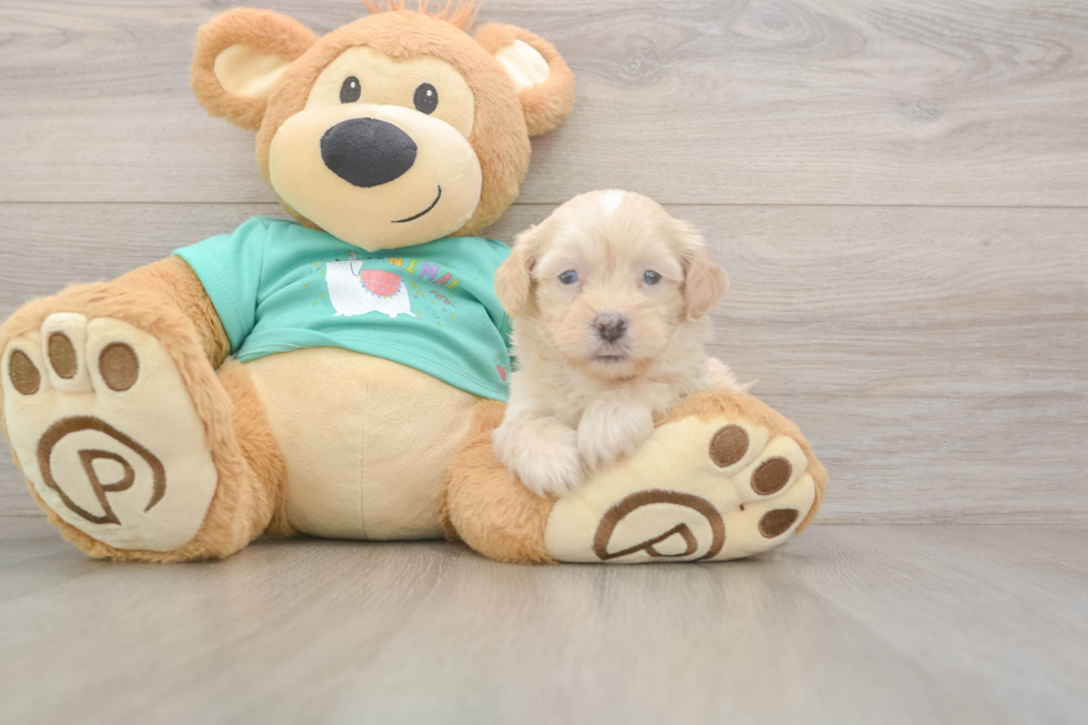 Shih Poo Puppy for Adoption