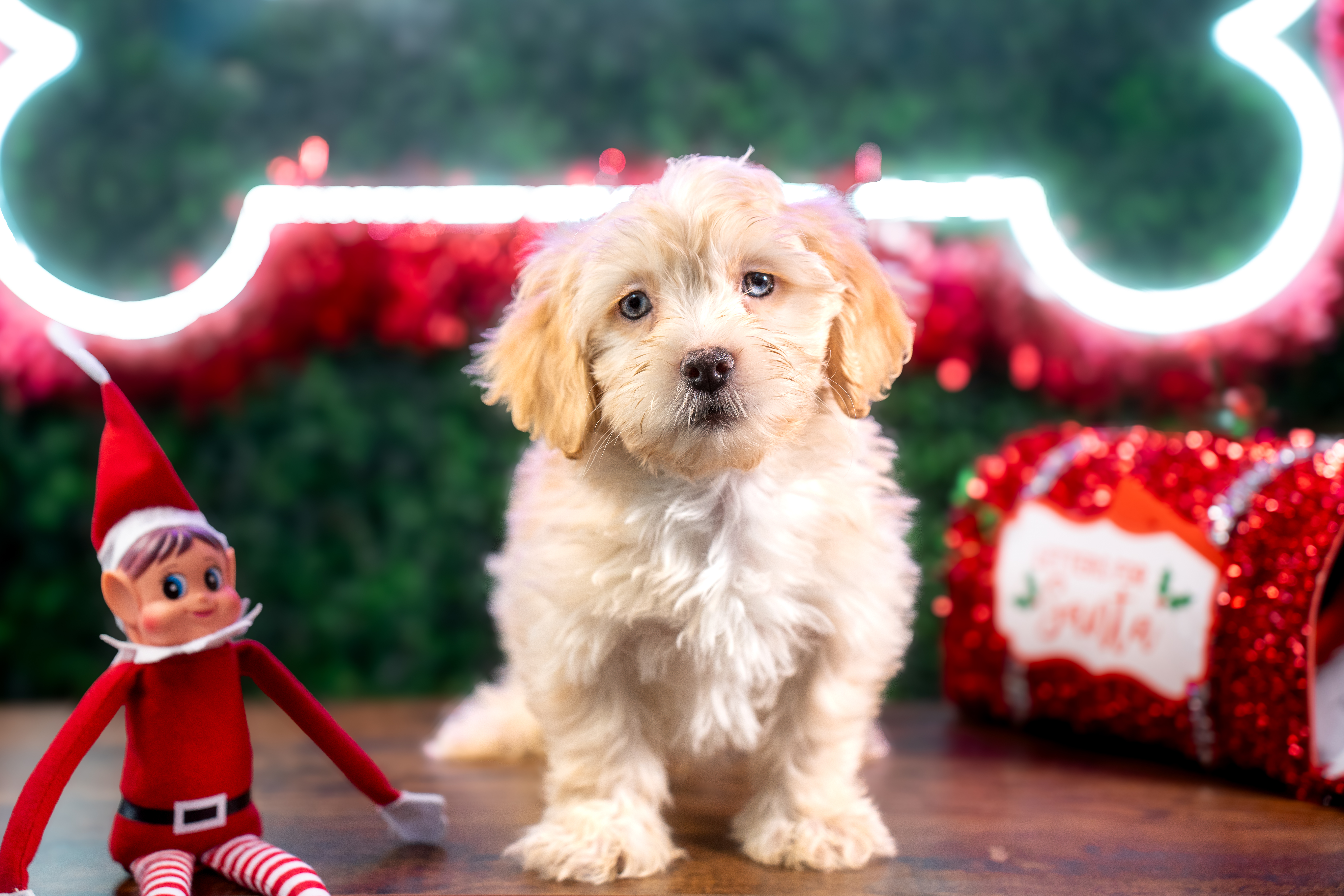 Cute Shih Poo Baby