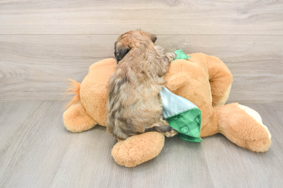 Sweet Shih Poo Baby