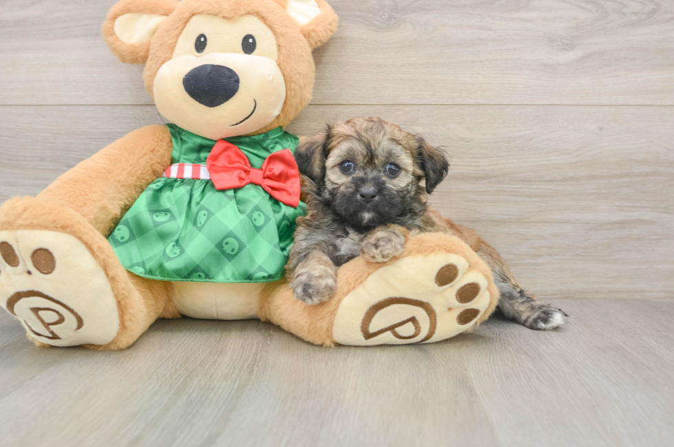 5 week old Shih Poo Puppy For Sale - Puppy Love PR